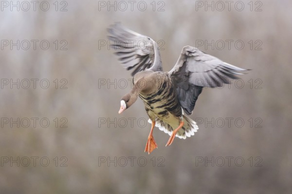 Greater White-fronted Goose (Anser albifrons) landing, North Rhine-Westphalia, Germany