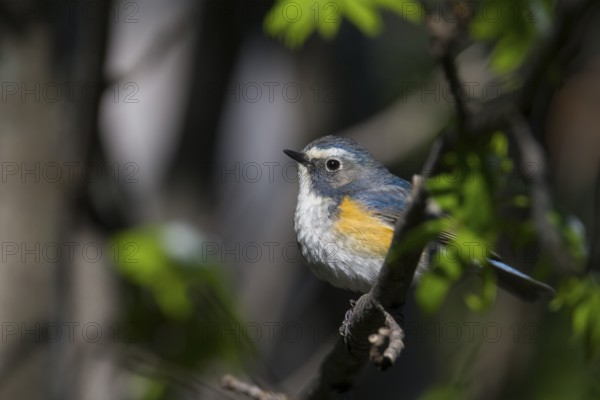 Orange-flanked Bluetail - Blauschwanz - Tarsiger cyanurus, Kazakhstan, male