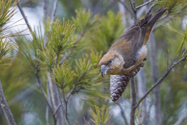 Common Crossbill - Fichtenkreuzschnabel - Loxia curvirostra ssp. polyogyna, Morocoo, adult male