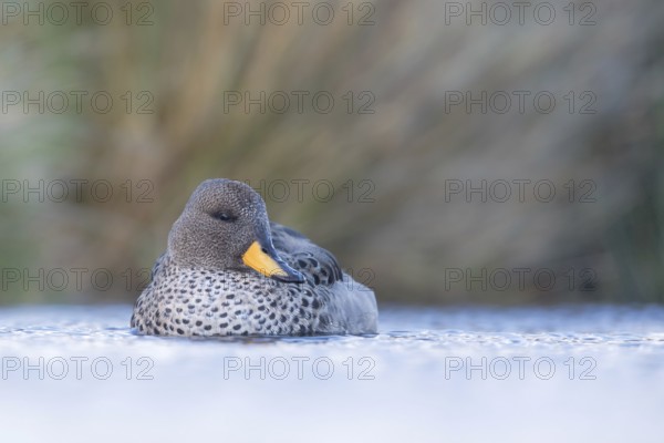 Yellow-billed Teal (Anas flavirostris), Falkland Islands
