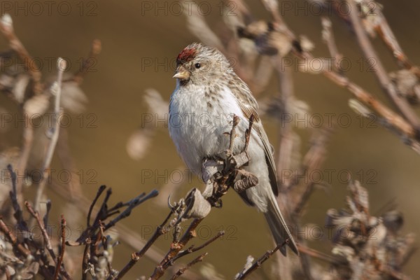 Arctic Redpoll (Acanthis hornemanni) male perched on a branch, Finnmark, Norway