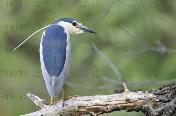 Black-crowned Night Heron (Nycticorax nycticorax), Hungary