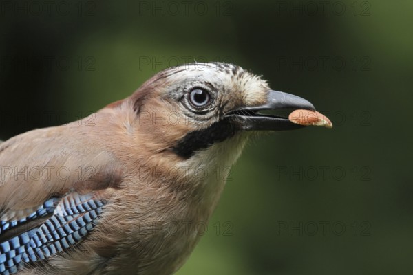 Eurasian Jay (Garrulus glandarius), Lower Saxony, Germany