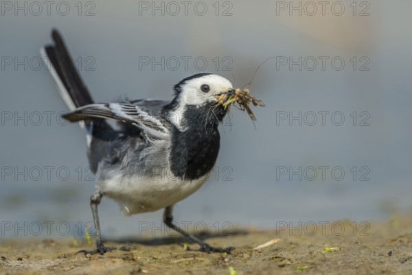 White Wagtail (Motacilla alba), Schleswig-Holstein, Germany
