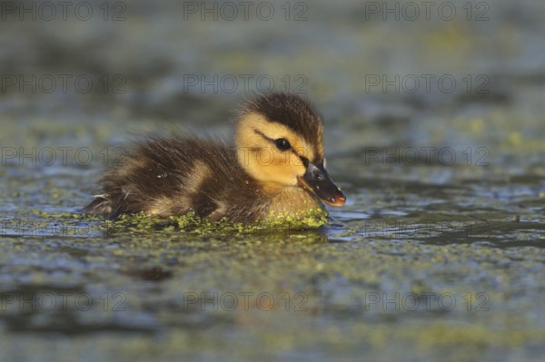 Mallard (Anas platyrhynchos) chick, British Columbia, Canada
