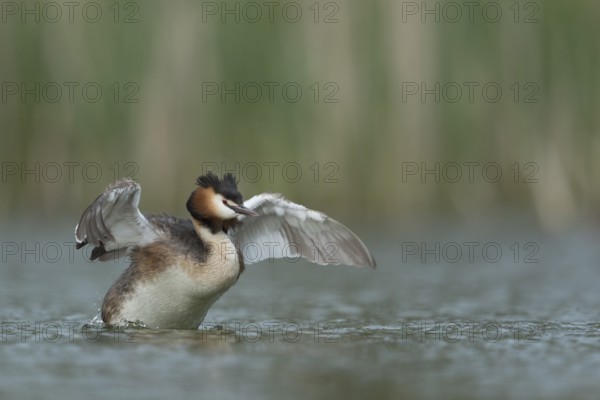 Great Crested Grebe (Podiceps cristatus) flapping, North Rhine-Westphalia, Germany