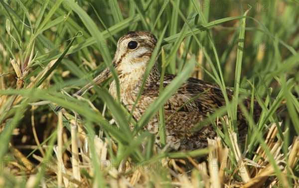 Pin-tailed Snipe (Gallinago stenura), Dhofar, Oman