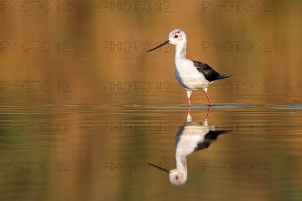 Black-winged Stilt (Himantopus himantopus), juvenile, Spain