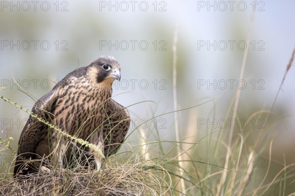 Peregrine Falcon (Falco peregrinus) juvenile, Madrid, Spain