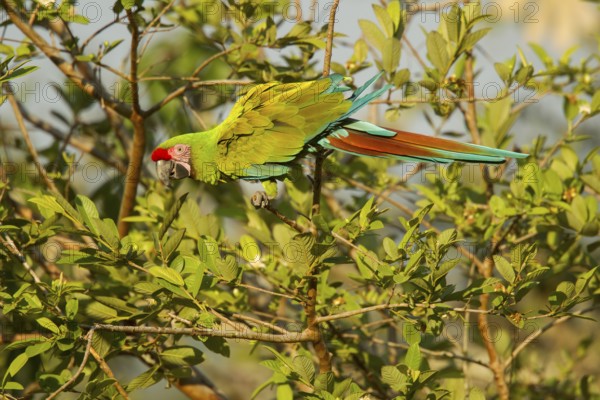 Military Macaw Ara militaris El Tuito, Jalisco, Mexico 9 June Adult Psittacidae