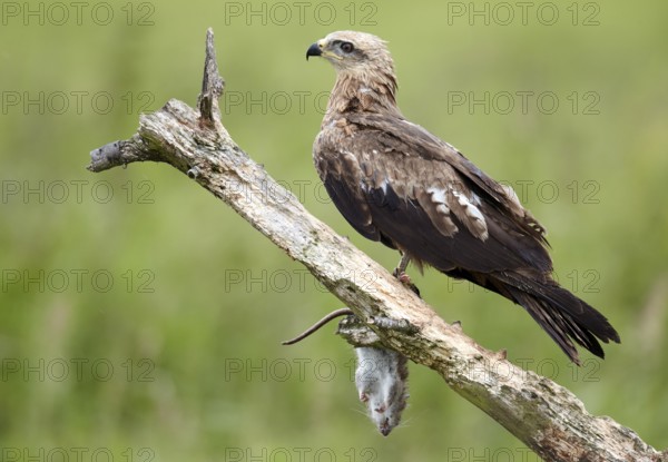 Black Kite (Milvus migrans) juvenile, Mecklenburg-Western Pomerania, Germany