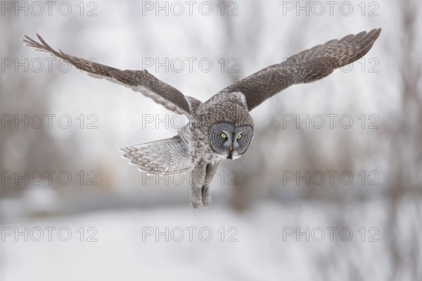 Great Grey Owl (Strix nebulosa) flying, Quebec, Canada