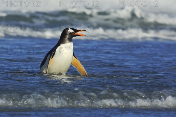 Bird in the blue waves. Gentoo penguin, water bird jumps out of the blue water while swimming through the ocean in Falkland Island. Penguin in the sea. Action water scene with penguin. Antarctica