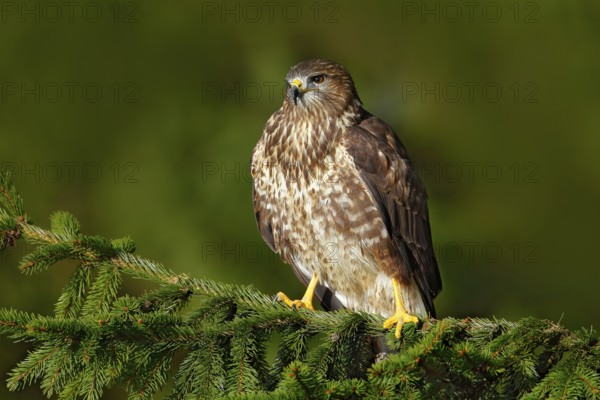 Common Buzzard, Buteo buteo, sitting on coniferous spruce tree branch. Bird hidden in the tree in dark forest. Wildlife scene from the nature. Bird of pre, green vegetation