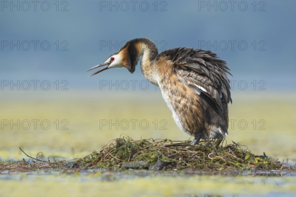 Great Crested Grebe (Podiceps cristatus) shaking its feathers, Piedmont, Italy