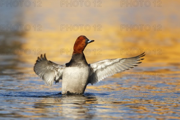 Common Pochard (Aythya ferina) male flapping wings, Austria
