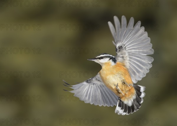Red-breasted Nuthatch (Sitta canadensis) flying, Alaska, USA