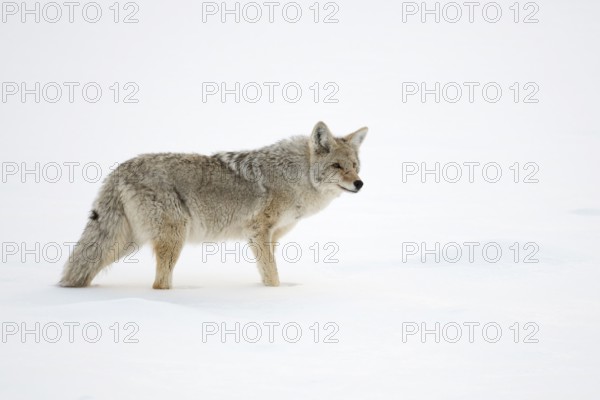 Coyote (Canis latrans) adult in snowy countryside, Yellowstone National Park, Wyoming, USA