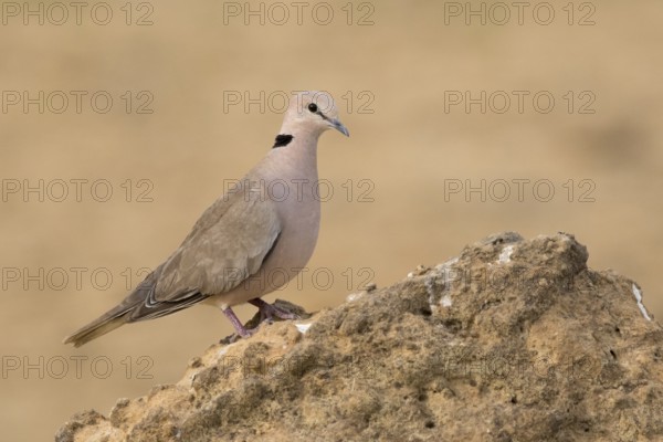 Vinaceous Dove (Streptopelia vinacea), Gambia