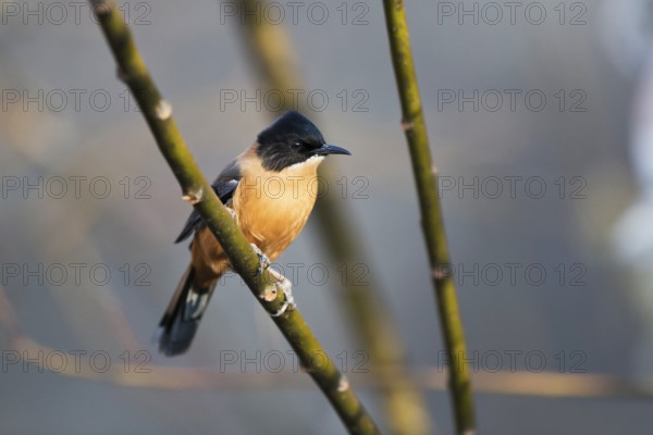Rufous Sibia (Heterophasia capistrata bayleyi) perched on a branch, Paro, Bhutan