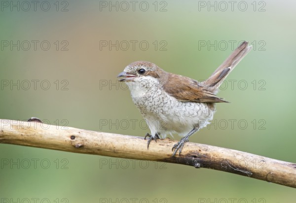 Red-backed Shrike (Lanius collurio) female calling from branch, Aosta Valley, Italy