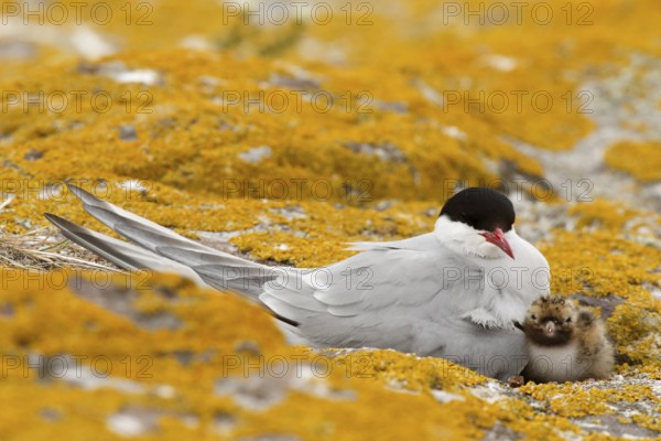 Arctic Tern (Sterna paradisaea) with chick, Farne Islands, United Kingdom