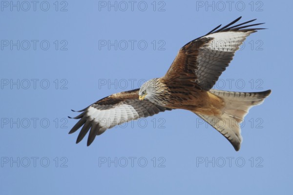 Red Kite (Milvus milvus) flying, Saxony, Germany