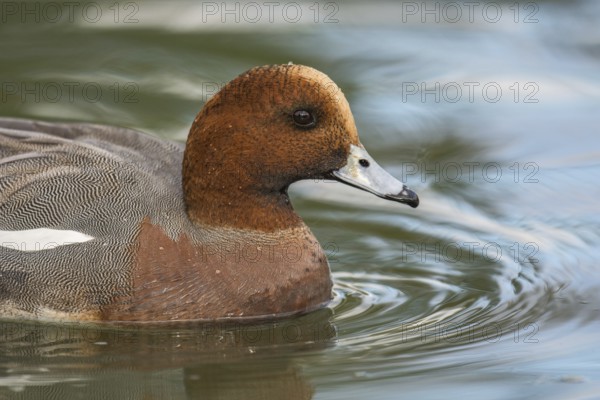 Eurasian Wigeon (Mareca penelope) male, Arizona, USA