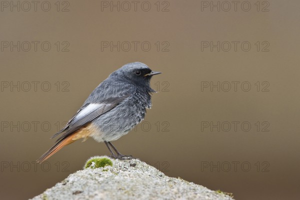 Black Redstart (Phoenicurus ochruros) male, Schleswig-Holstein, Germany