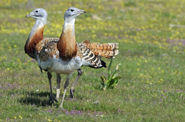 Great Bustard (Otis tarda), Extremadura, Spain