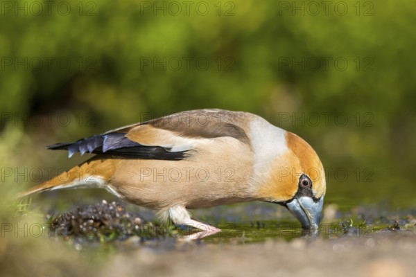 Hawfinch (Coccothraustes coccothraustes) male drinking at a waterhole, Netherlands