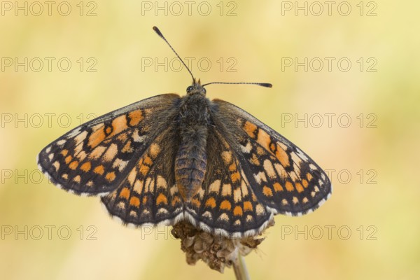 Meadow Fritillary (Melitaea parthenoides), female butterfly resting on flower, Baden-Wuerttemberg, Germany