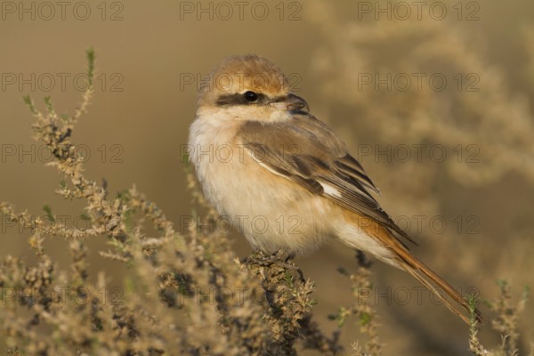 Isabelline Shrike (Lanius isabellinus) male, Oman