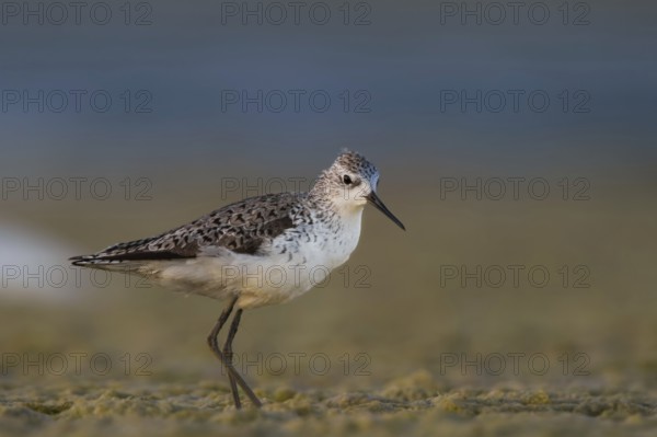Marsh Sandpiper (Tringa stagnatilis), Oman