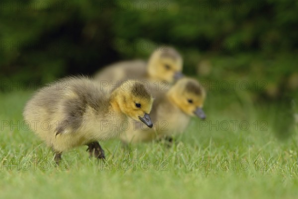 Canada Goose (Branta canadensis) chick, North Rhine-Westphalia, Germany