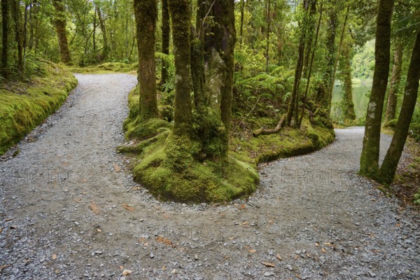 A fork in the road splits in two directions, surrounded by dense, moss-covered forests, summer, Lake Matheson, Fox Glacier, South Island, New Zealand