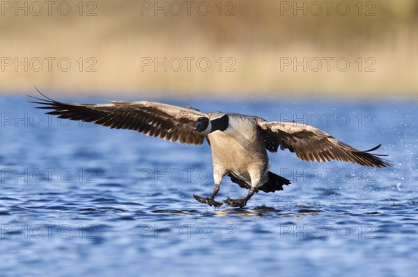 Canada goose (Branta canadensis) landing in the water, North Rhine-Westphalia, Germany