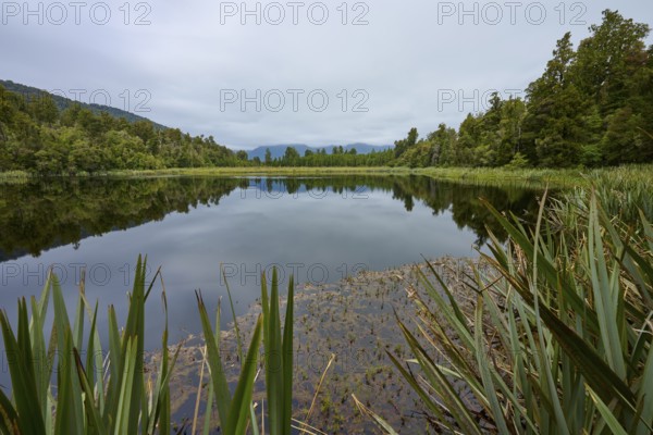 Calm lake surrounded by trees with reflections and slightly cloudy sky, summer, Lake Matheson, Fox Glacier, South Island, New Zealand