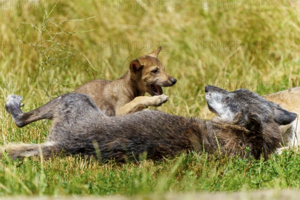 A wolf pup playfully jumps on a lying wolf on a green meadow, Timberwolf, wolf, American wolf, (Canis lupus lycaon), pup, Germany