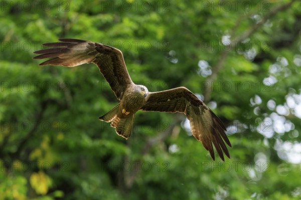 A bird of prey flies through green foliage in the wild, Red Kite, (Milvus milvus) wildlife, Germany