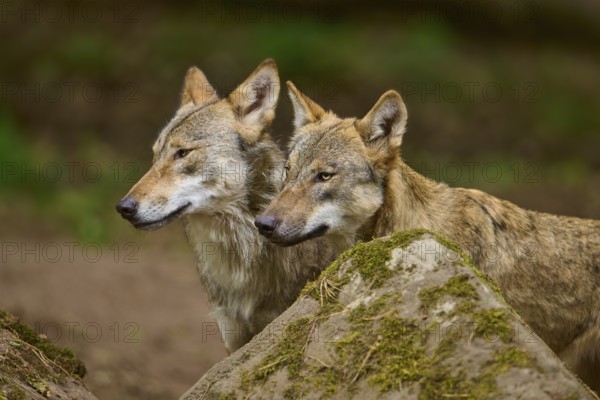 Wolf (Canis lupus), two wolves standing next to each other behind a rock, Germany
