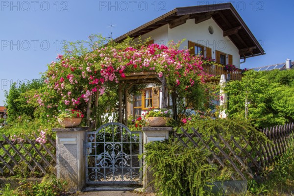 Rose arch over garden gate to Upper Bavarian country house, Ohlstadt, Loisach Valley, The Blue Country, Upper Bavaria, Bavaria, Germany