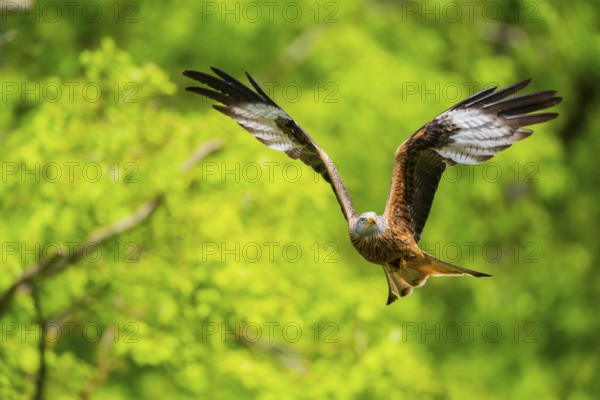 Red kite (Milvus milvus) flying in a forest in early summer, Bavaria, Germany