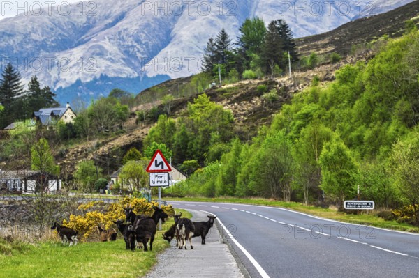 Goats over Invershiel, Loch Duich, Scotland, UK