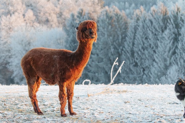 A brown alpaca (Vicugna pacos) stands in the early morning light on a frozen meadow in hilly terrain. A forest covered in hoarfrost can be seen in the background. Captive, Germany