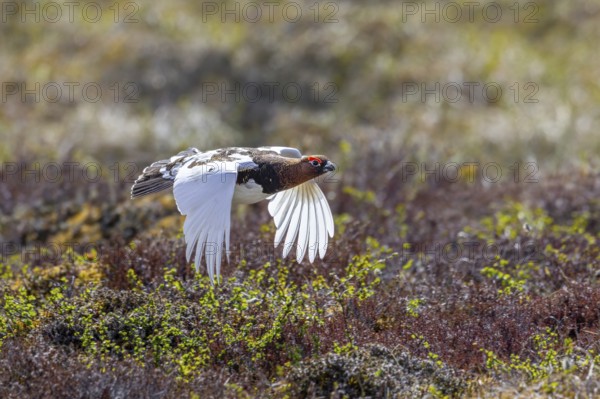 Willow ptarmigan, willow grouse (Lagopus lagopus, Lagopus albus) male, cock in summer plumage flying over the tundra in June, Sweden, Scandinavia