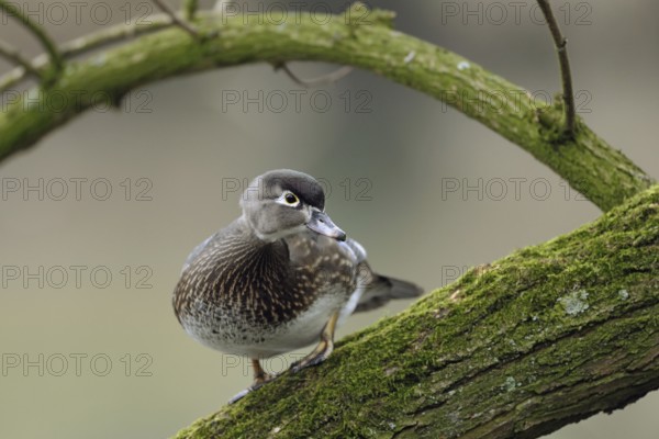 The female... Brown duck (Aix sponsa) sitting in a tree, North American duck species that has established itself in Europe as a captive refugee, sometimes also in the wild, very pretty, small duck species that breeds in caves and likes to sit in trees, native nature, Lower Rhine, Rhineland, North Rhine-Westphalia, Germany, Western Europe