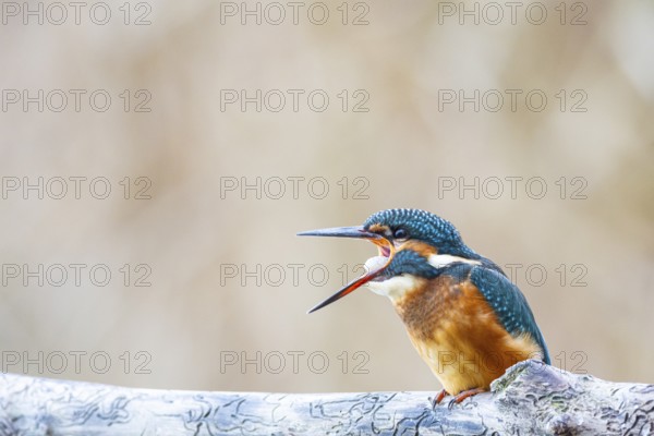 Kingfisher (Alcedo atthis) Germany