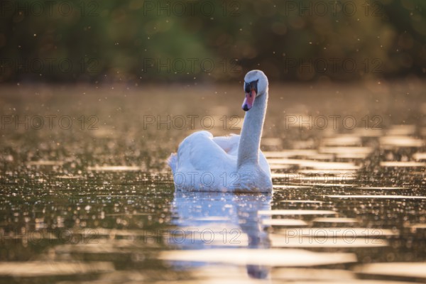 A Mute Swan (Cygnus olor) swims on the Steinhuder Meer in the golden evening light and is swarmed by mosquitoes, animal photo, bird, bird species, nature photo, wildlife, fauna, Hagenburg, Lower Saxony, Germany