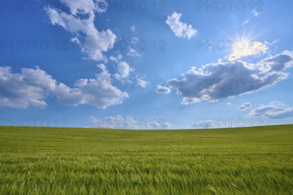 Sunny day over a wide grain field with blue sky and clouds, summer, Thüngen, district Main Spessart, Bavaria, Germany
